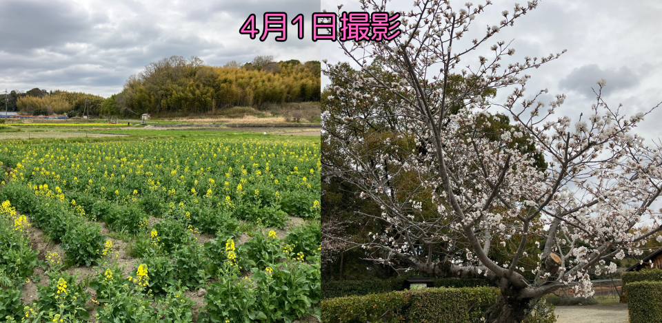 斑鳩さくら・菜の花通信